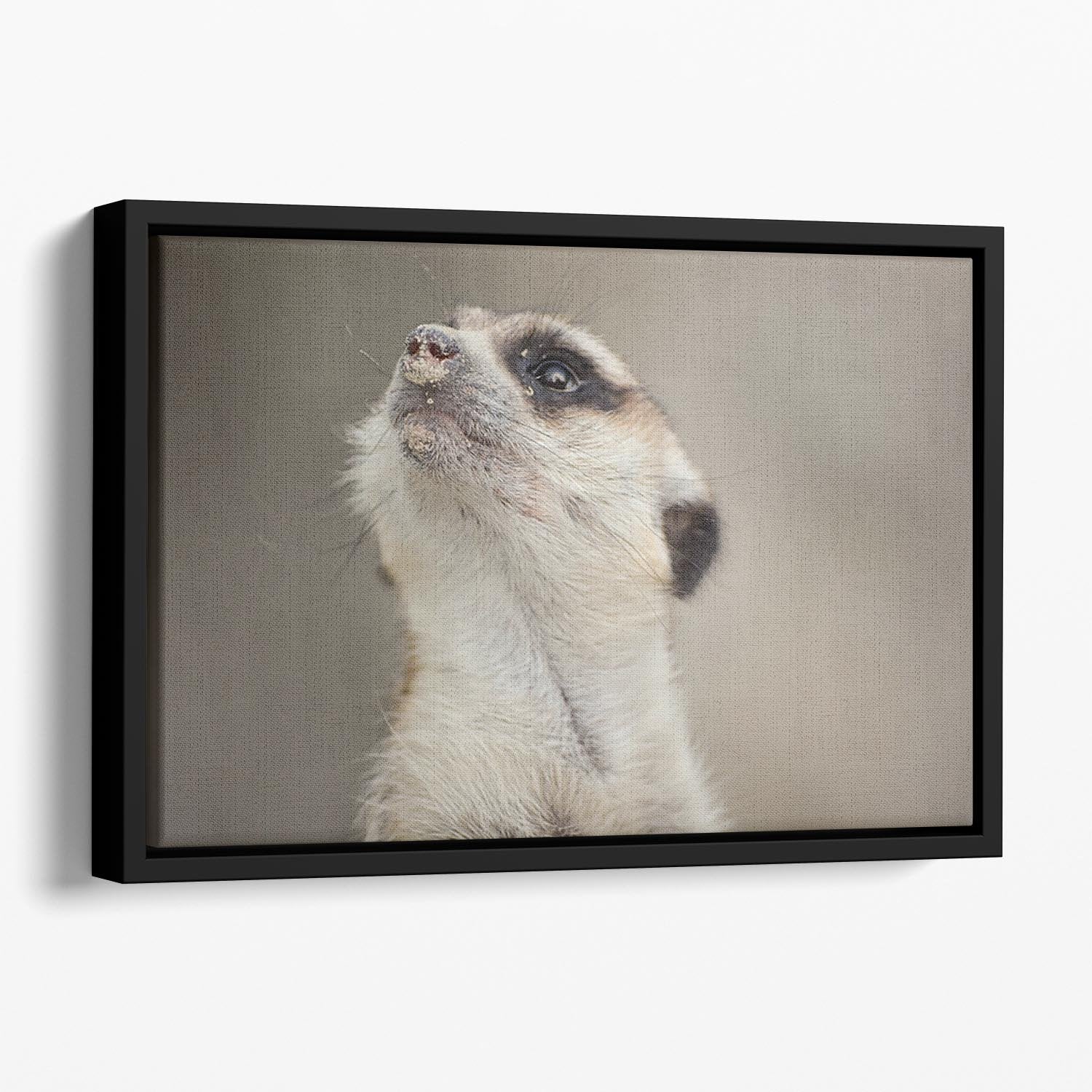 Meerkat looking up Floating Framed Canvas - Canvas Art Rocks - 1