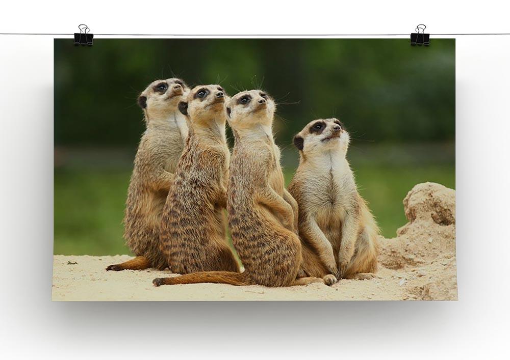 Meerkats Suricata all sit together Canvas Print or Poster - Canvas Art Rocks - 2