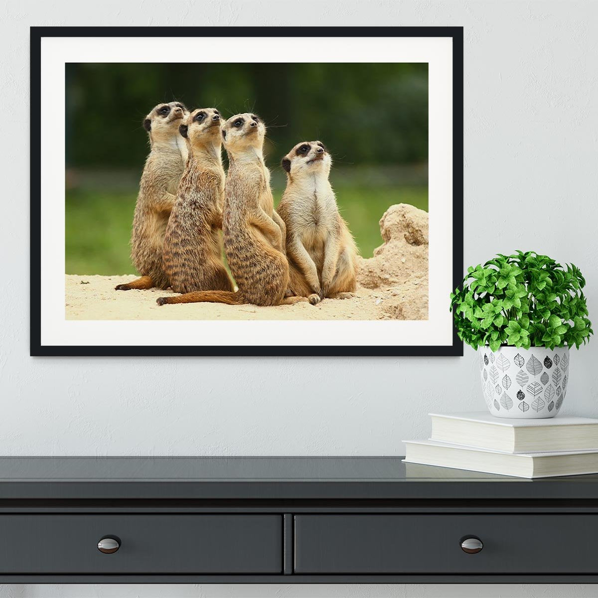 Meerkats Suricata all sit together Framed Print - Canvas Art Rocks - 1
