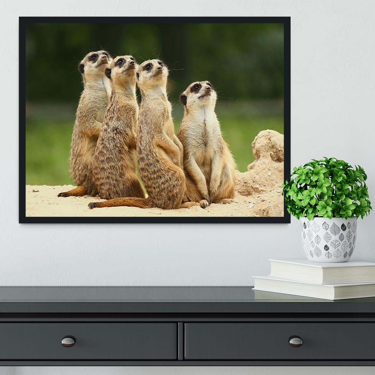 Meerkats Suricata all sit together Framed Print - Canvas Art Rocks - 2