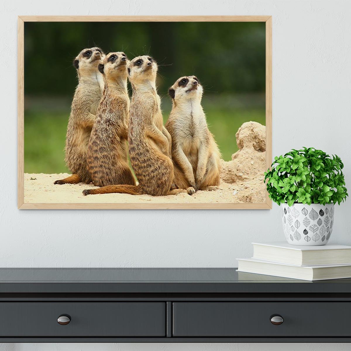 Meerkats Suricata all sit together Framed Print - Canvas Art Rocks - 4