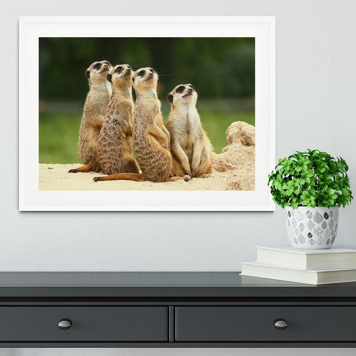 Meerkats Suricata all sit together Framed Print - Canvas Art Rocks - 5