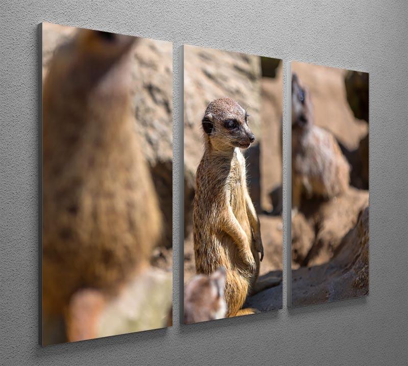 Meerkats in the wild 3 Split Panel Canvas Print - Canvas Art Rocks - 2