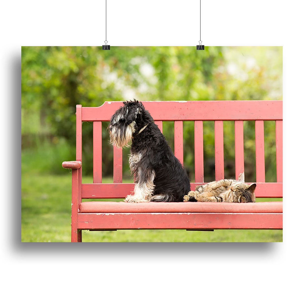 Miniature schnauzer turned back to its cat friend Canvas Print or Poster