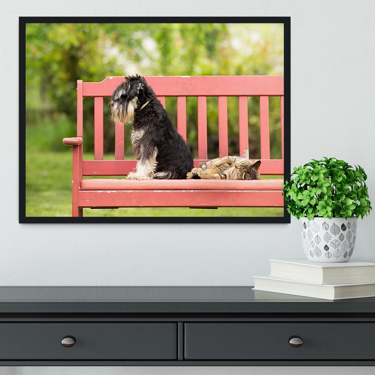 Miniature schnauzer turned back to its cat friend Framed Print - Canvas Art Rocks - 2
