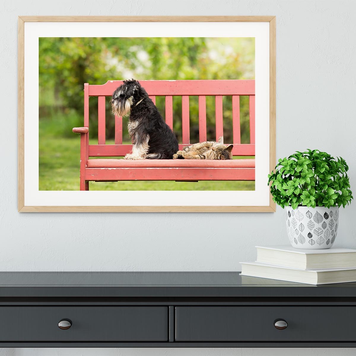 Miniature schnauzer turned back to its cat friend Framed Print - Canvas Art Rocks - 3