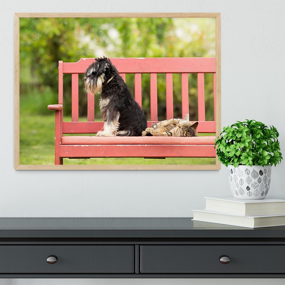 Miniature schnauzer turned back to its cat friend Framed Print - Canvas Art Rocks - 4