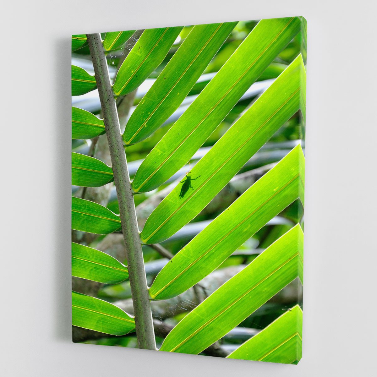 Morning In The Forest Canvas Print or Poster
