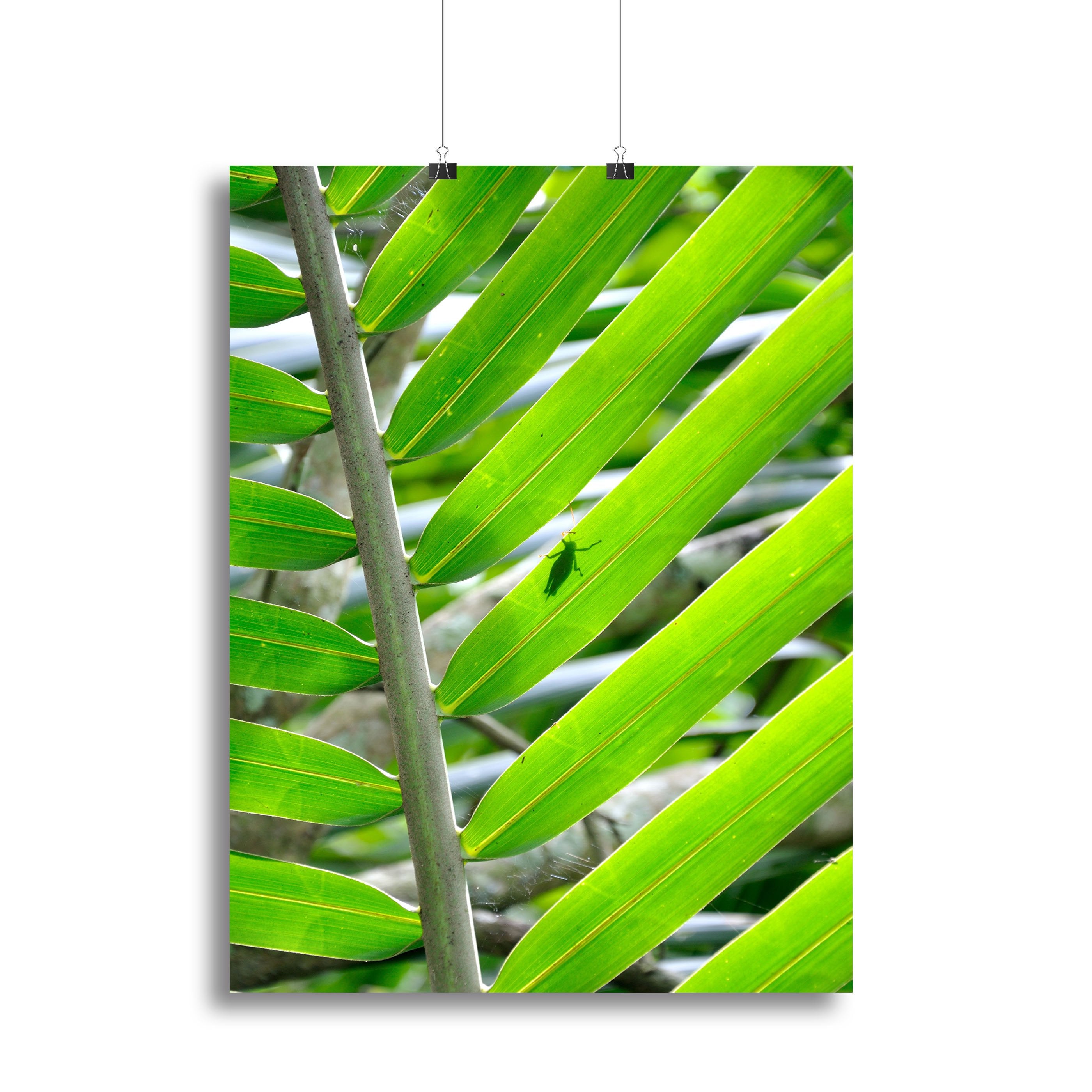Morning In The Forest Canvas Print or Poster