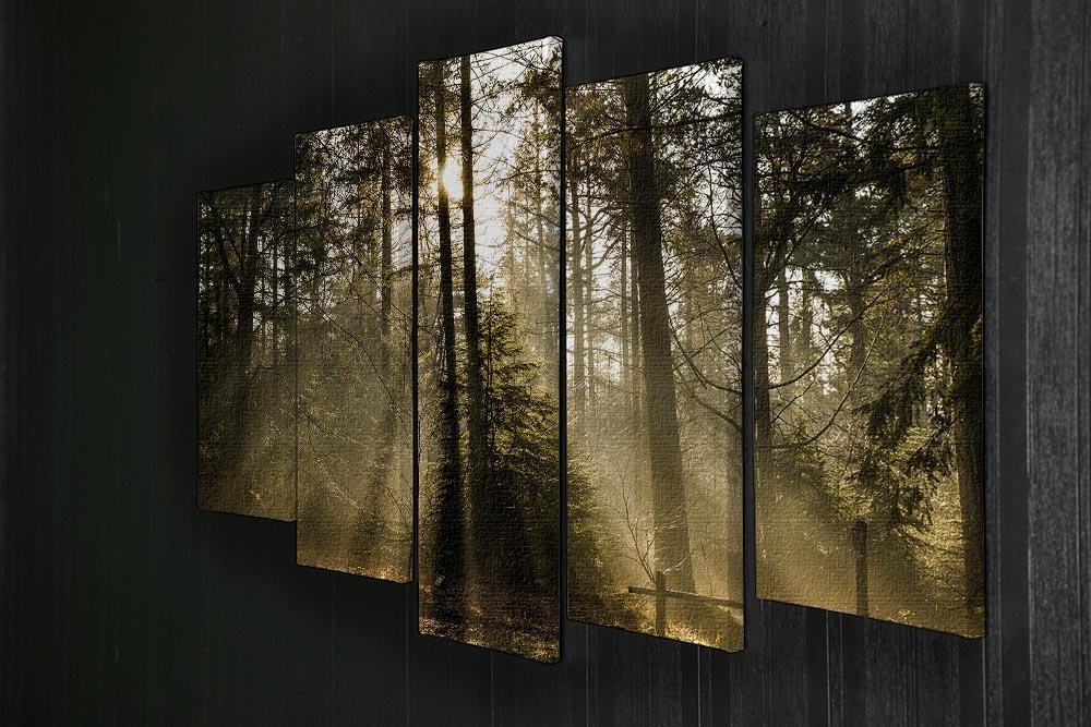 Morning sun in the forrest 5 Split Panel Canvas  - Canvas Art Rocks - 2