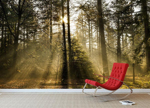 Morning sun in the forrest Wall Mural Wallpaper - Canvas Art Rocks - 2