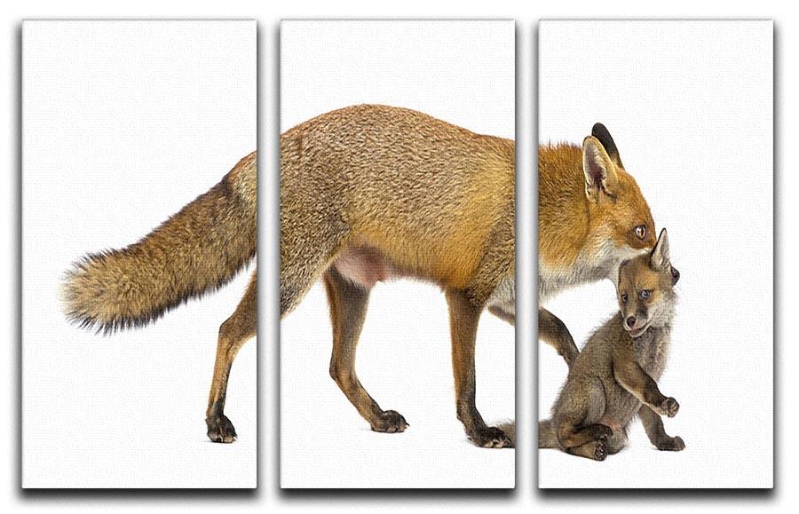 Mother fox carrying her cub 3 Split Panel Canvas Print - Canvas Art Rocks - 1