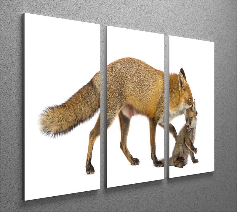 Mother fox carrying her cub 3 Split Panel Canvas Print - Canvas Art Rocks - 2