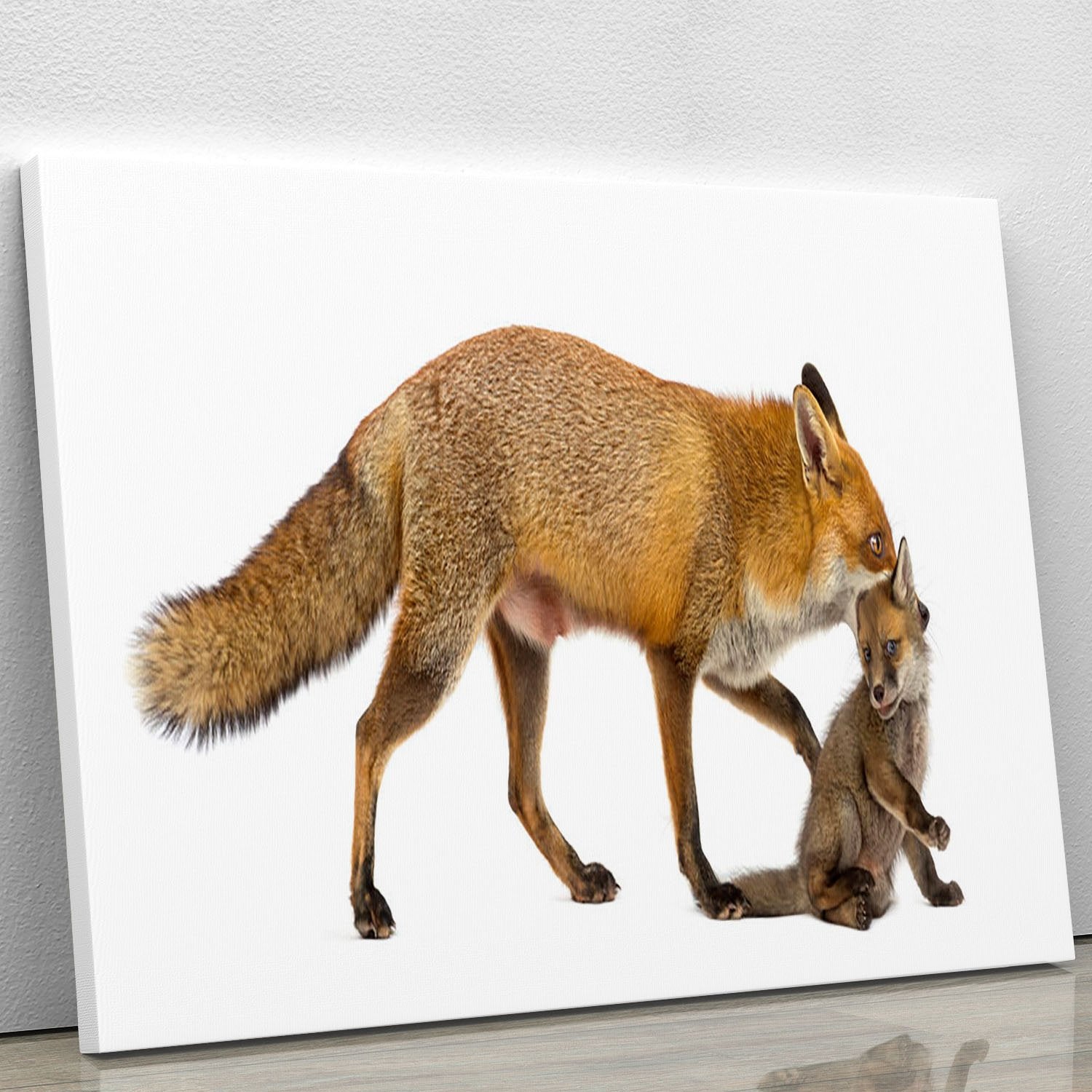 Mother fox carrying her cub Canvas Print or Poster