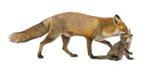 Mother fox carrying her cub Wall Mural Wallpaper - Canvas Art Rocks - 1