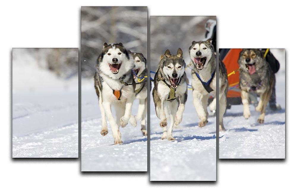 Musher hiding behind sleigh at sled dog race 4 Split Panel Canvas - Canvas Art Rocks - 1