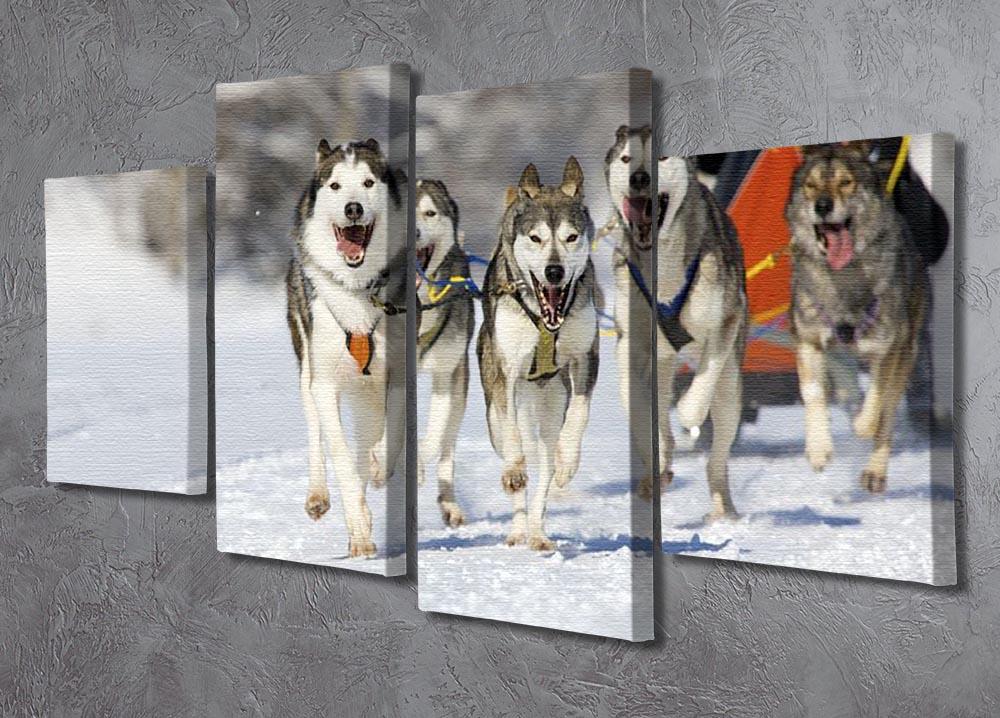 Musher hiding behind sleigh at sled dog race 4 Split Panel Canvas - Canvas Art Rocks - 2