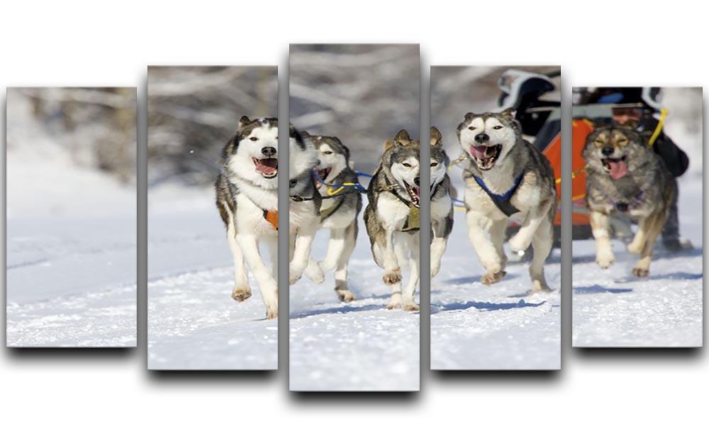 Musher hiding behind sleigh at sled dog race 5 Split Panel Canvas - Canvas Art Rocks - 1