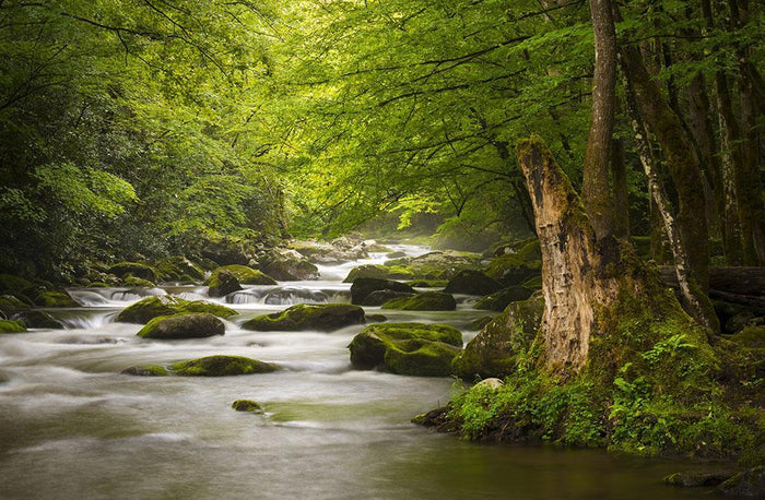 National Park foggy Tremont River Wall Mural Wallpaper