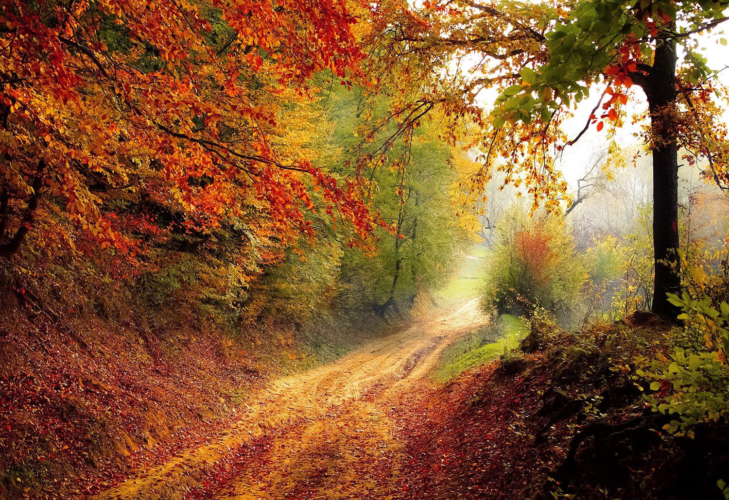 Natural Road Print - Canvas Art Rocks - 1
