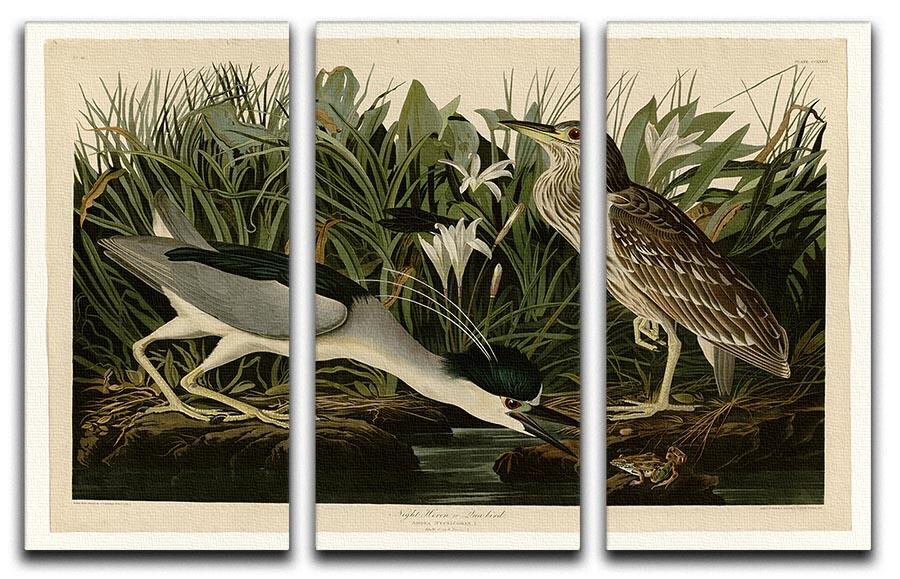 Night Heron by Audubon 3 Split Panel Canvas Print - Canvas Art Rocks - 1