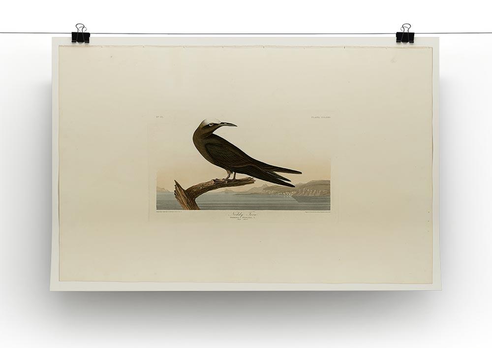 Noddy Tern by Audubon Canvas Print or Poster - Canvas Art Rocks - 2