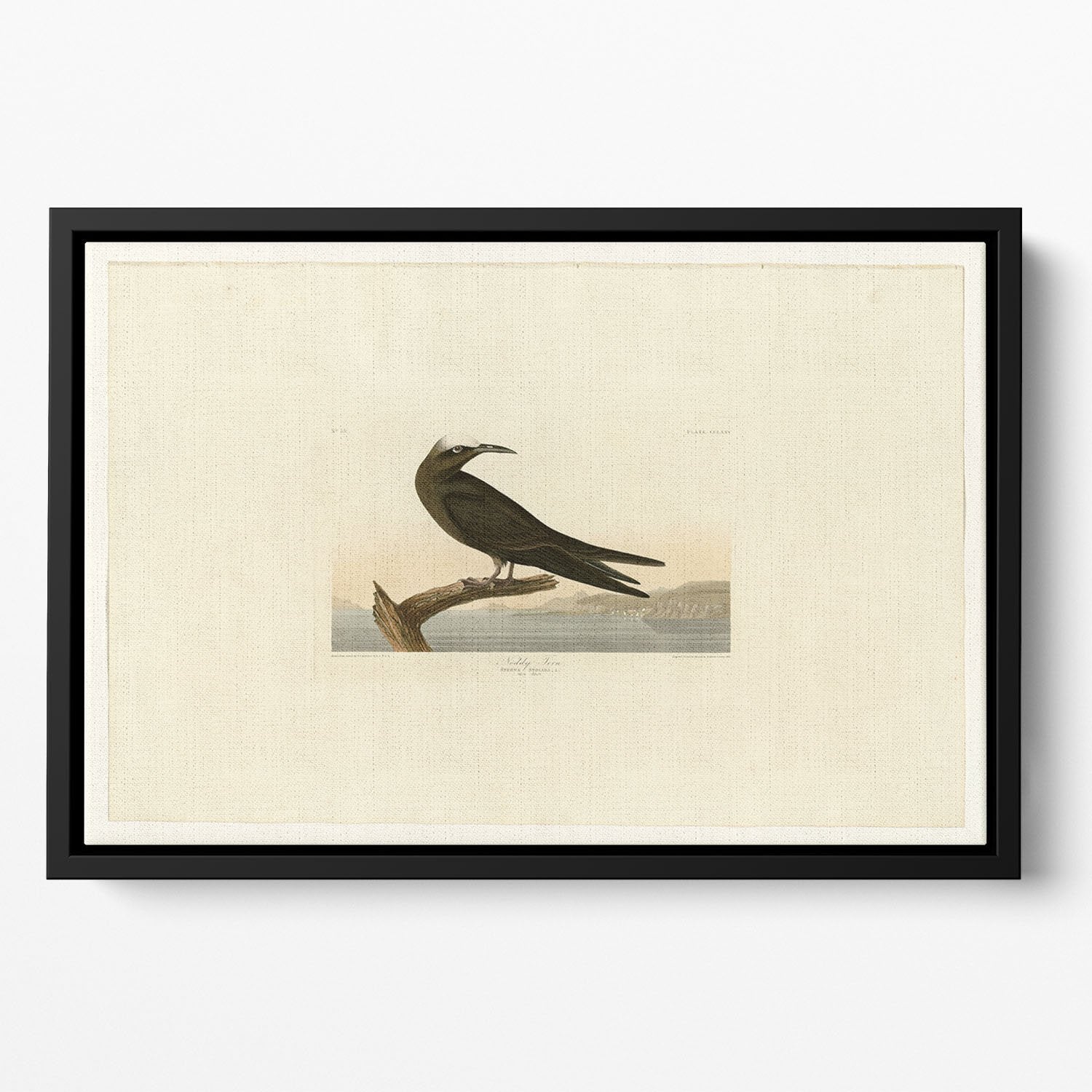 Noddy Tern by Audubon Floating Framed Canvas