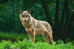 One wolf standing on green hill Wall Mural Wallpaper - Canvas Art Rocks - 1