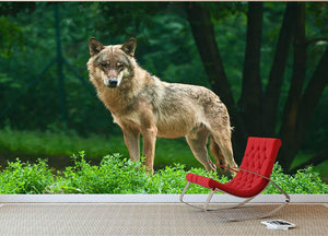 One wolf standing on green hill Wall Mural Wallpaper - Canvas Art Rocks - 2