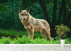 One wolf standing on green hill Wall Mural Wallpaper - Canvas Art Rocks - 4