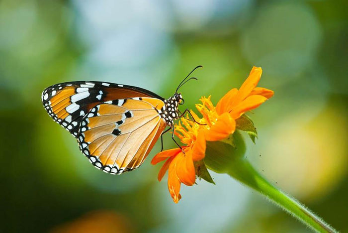 Orange butterfly on flower Thailand. Wall Mural Wallpaper