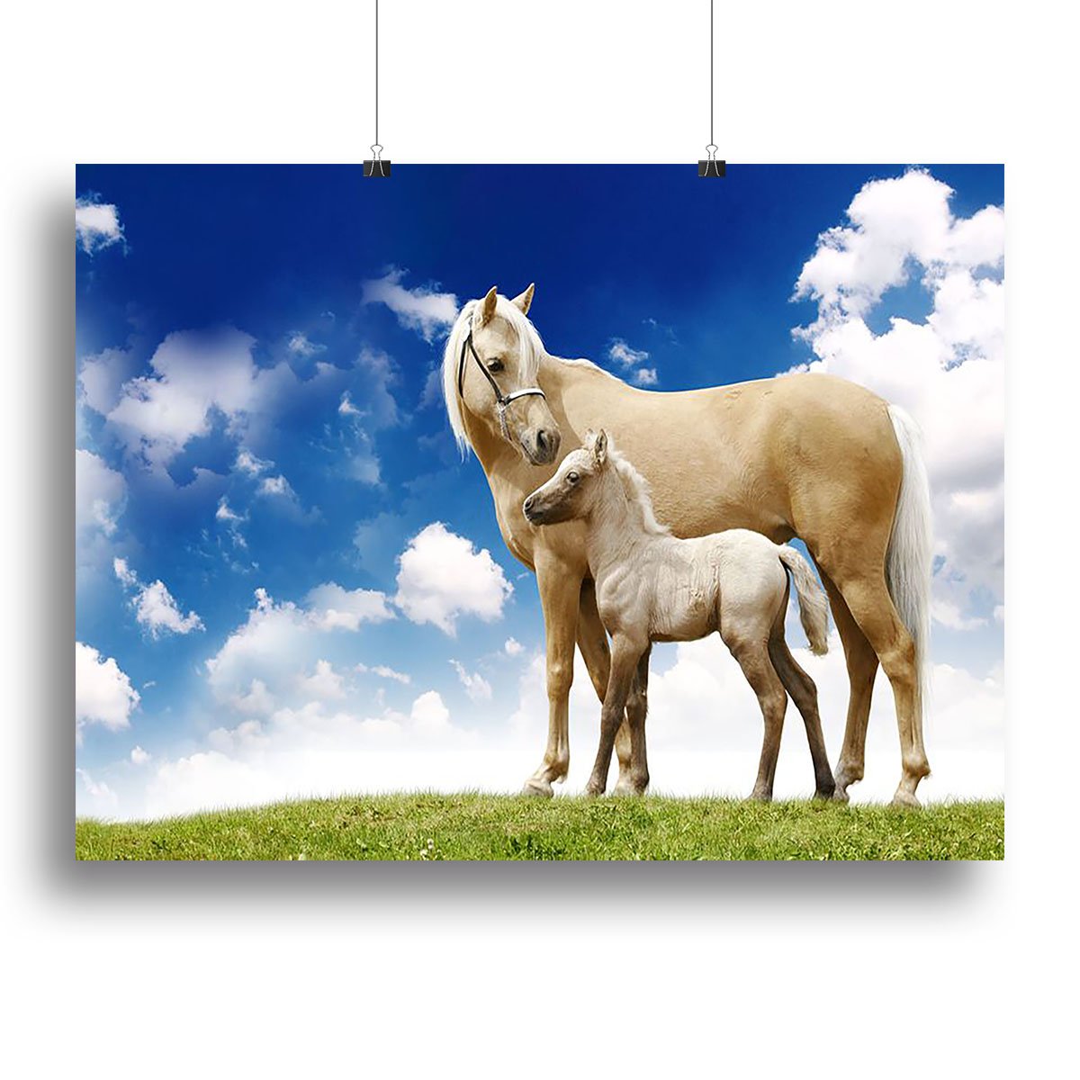 Palomino horses on grey gradient Canvas Print or Poster