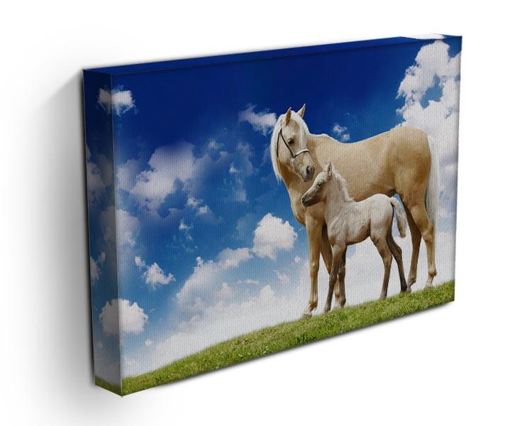 Palomino horses on grey gradient Canvas Print or Poster - Canvas Art Rocks - 3