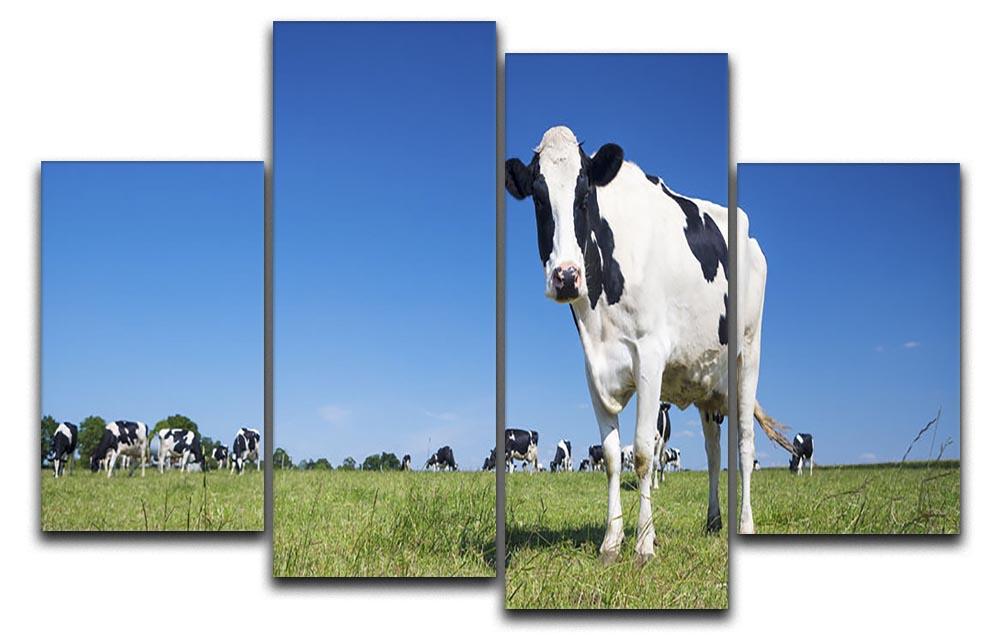 Panoramic view of black and white cow 4 Split Panel Canvas - Canvas Art Rocks - 1