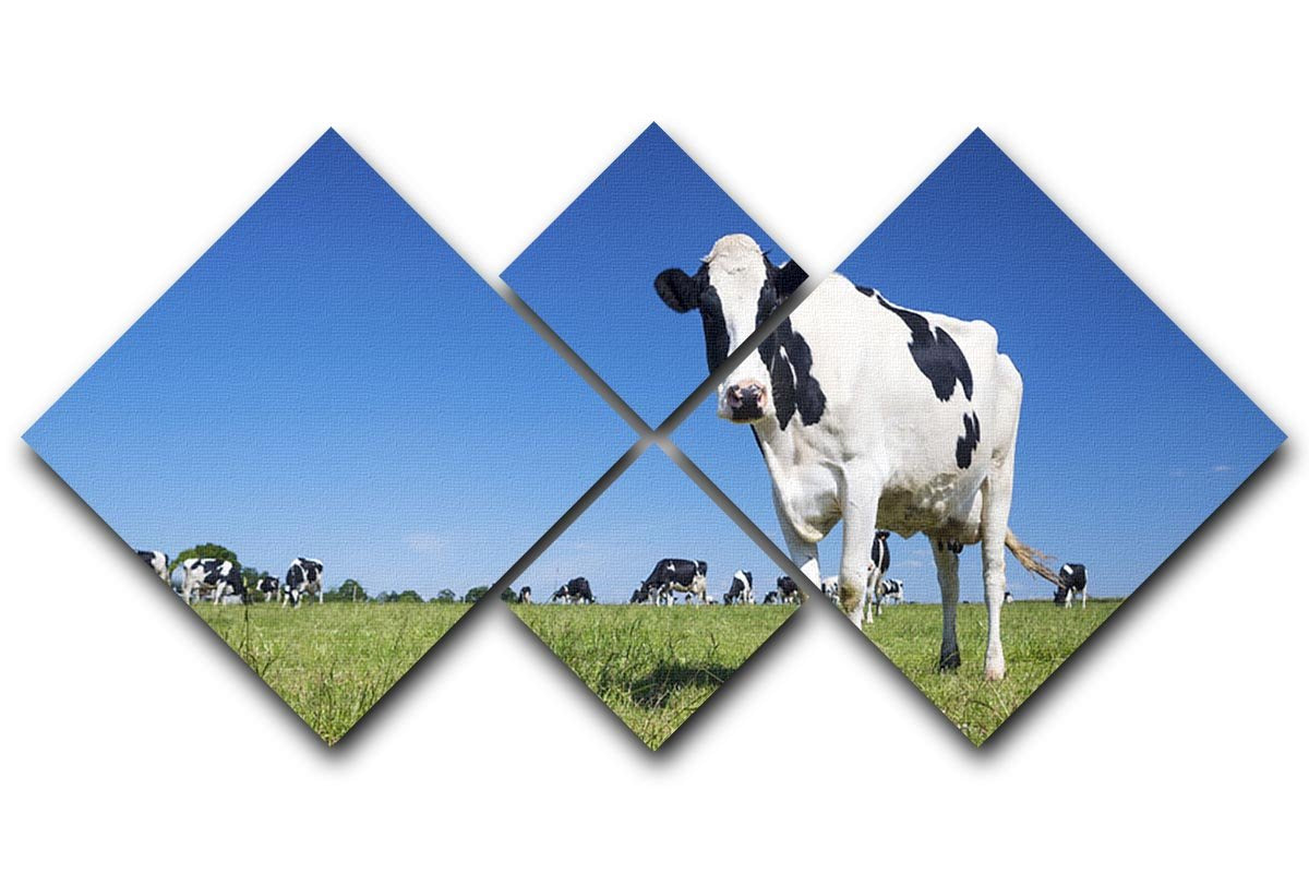 Panoramic view of black and white cow 4 Square Multi Panel Canvas - Canvas Art Rocks - 1