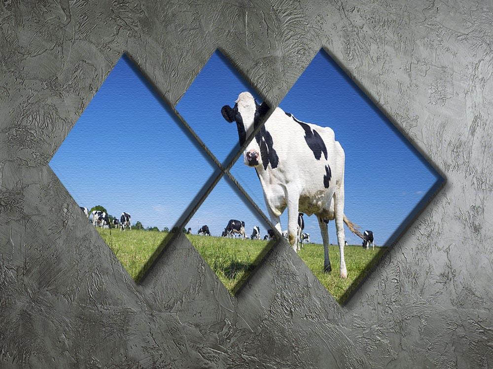 Panoramic view of black and white cow 4 Square Multi Panel Canvas - Canvas Art Rocks - 2