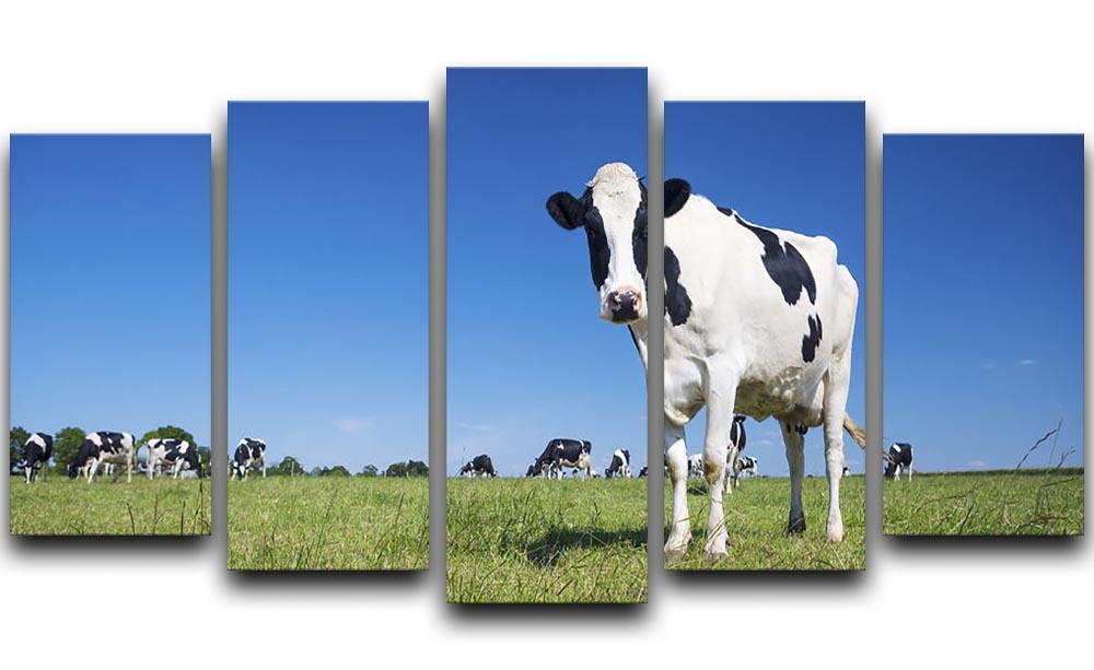 Panoramic view of black and white cow 5 Split Panel Canvas - Canvas Art Rocks - 1