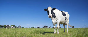 Panoramic view of black and white cow Wall Mural Wallpaper - Canvas Art Rocks - 1