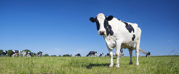 Panoramic view of black and white cow Wall Mural Wallpaper
