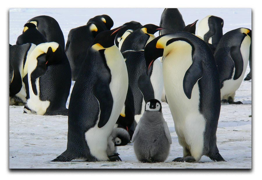 Penguins Print - Canvas Art Rocks - 1