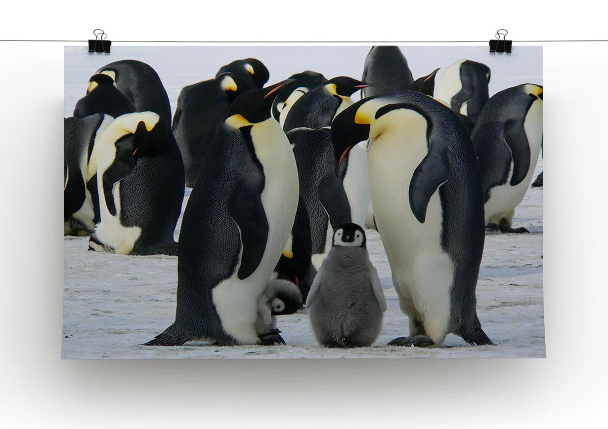 Penguins Print - Canvas Art Rocks - 2