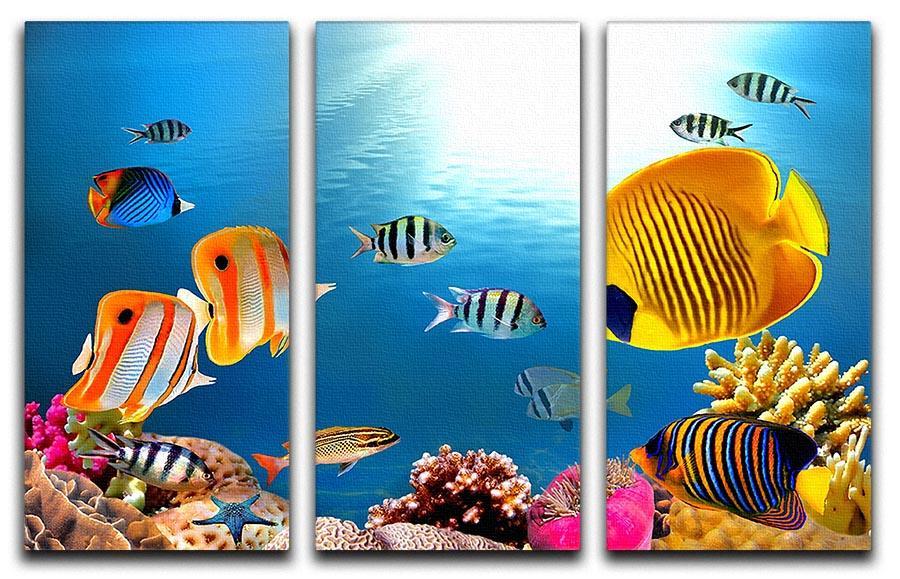 Photo of a coral colony 3 Split Panel Canvas Print - Canvas Art Rocks - 1