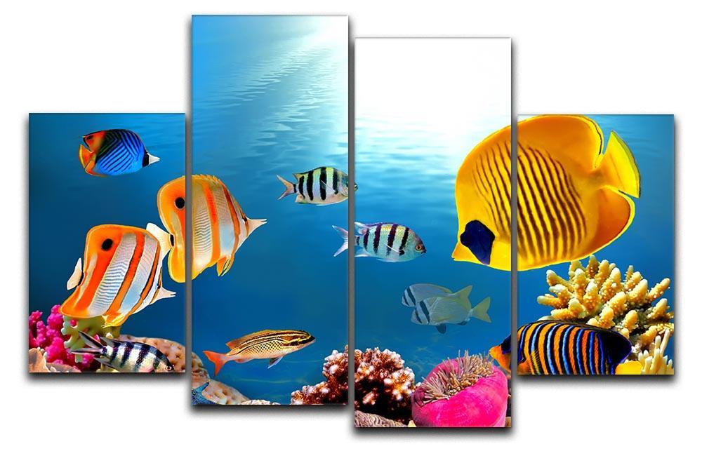 Photo of a coral colony 4 Split Panel Canvas  - Canvas Art Rocks - 1