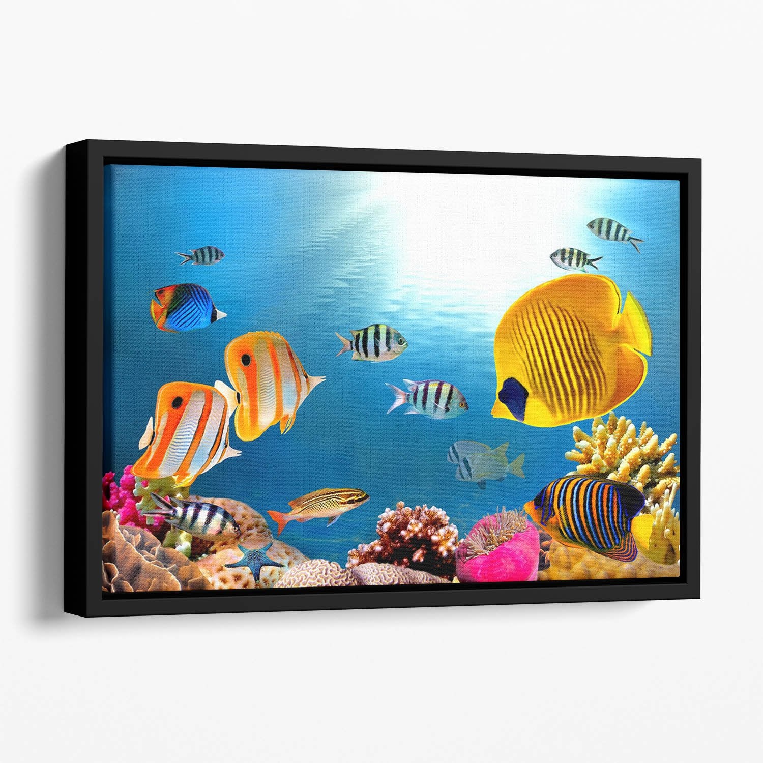 Photo of a coral colony Floating Framed Canvas