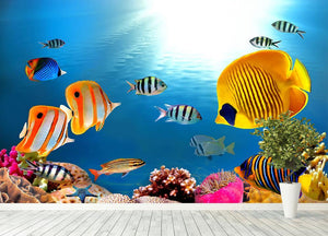 Photo of a coral colony Wall Mural Wallpaper - Canvas Art Rocks - 4