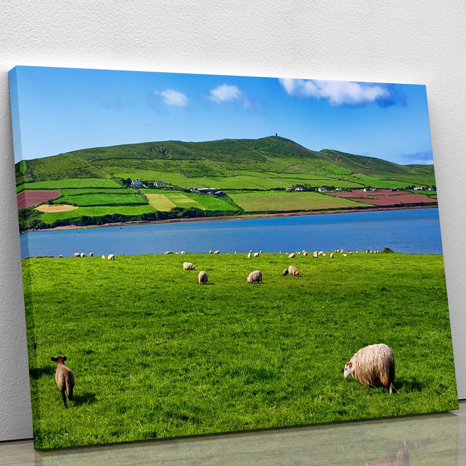 Photo sheep in rural landscape for farming Canvas Print or Poster