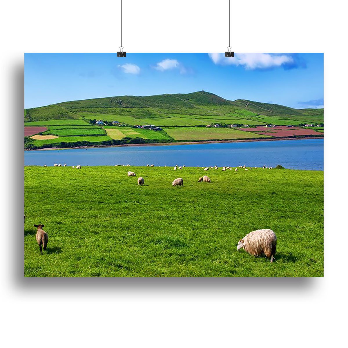 Photo sheep in rural landscape for farming Canvas Print or Poster