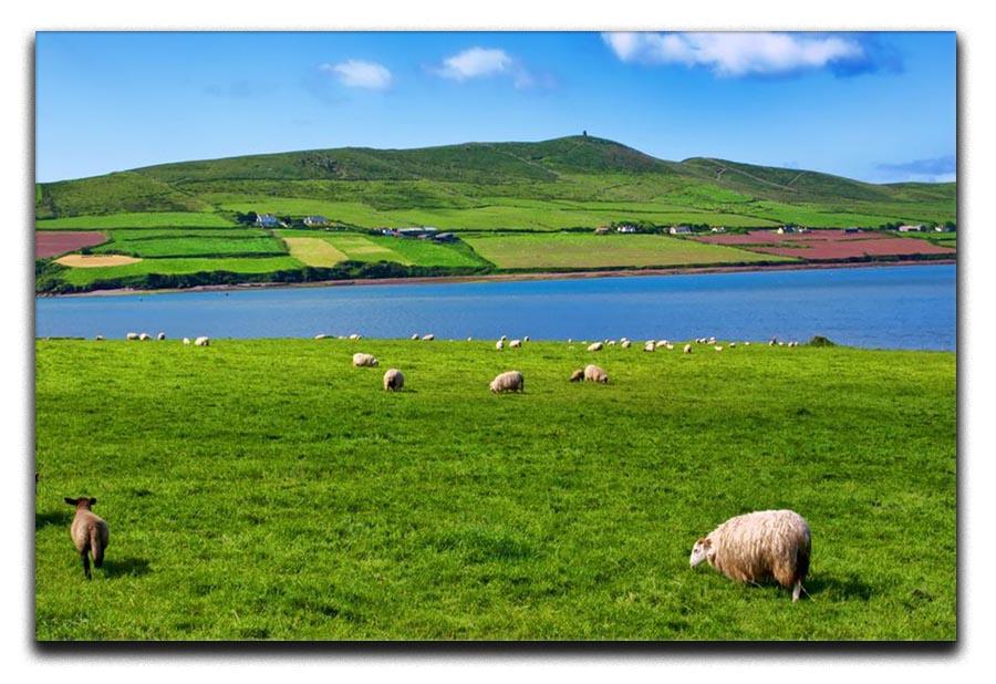 Photo sheep in rural landscape for farming Canvas Print or Poster - Canvas Art Rocks - 1