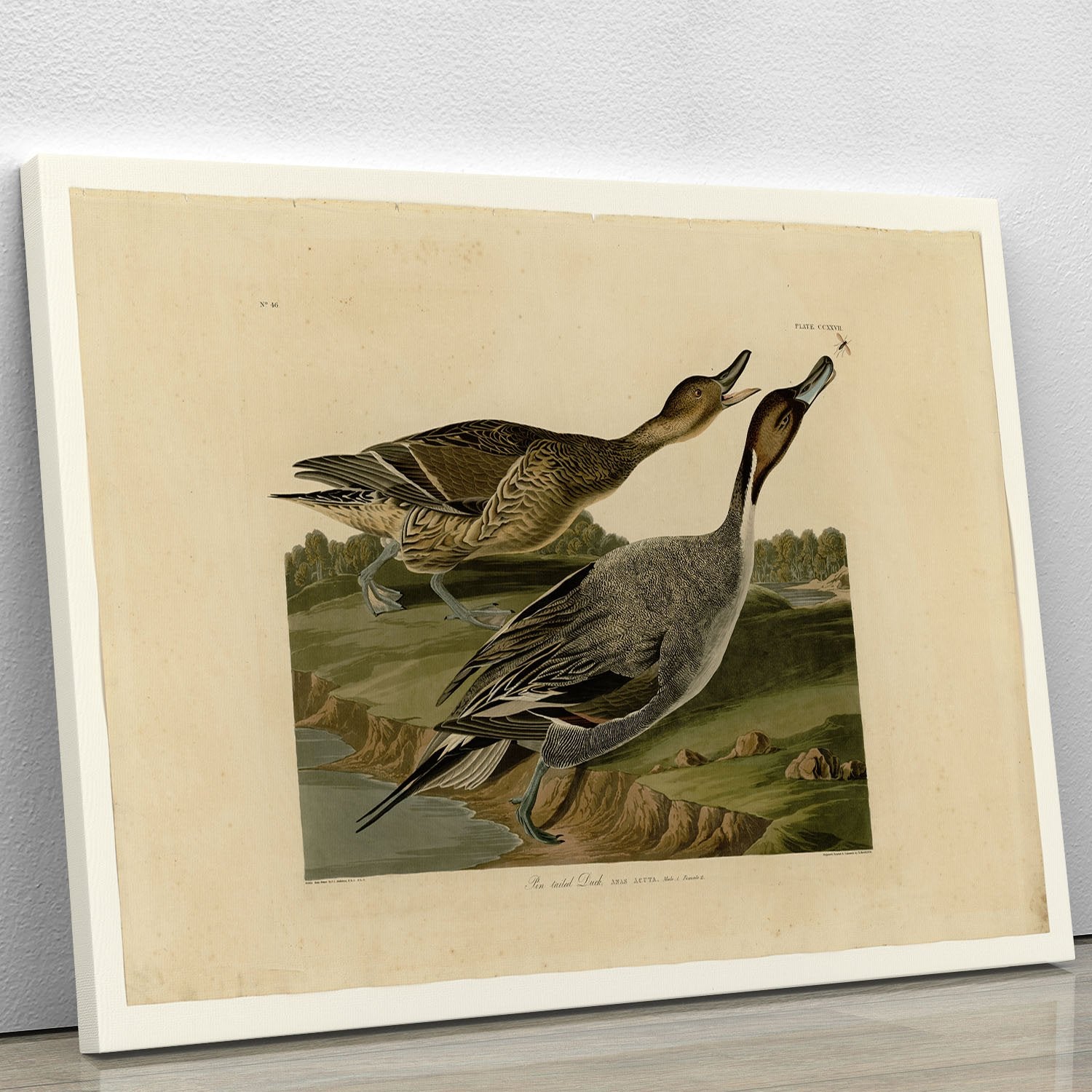 Pin tailed Duck by Audubon Canvas Print or Poster