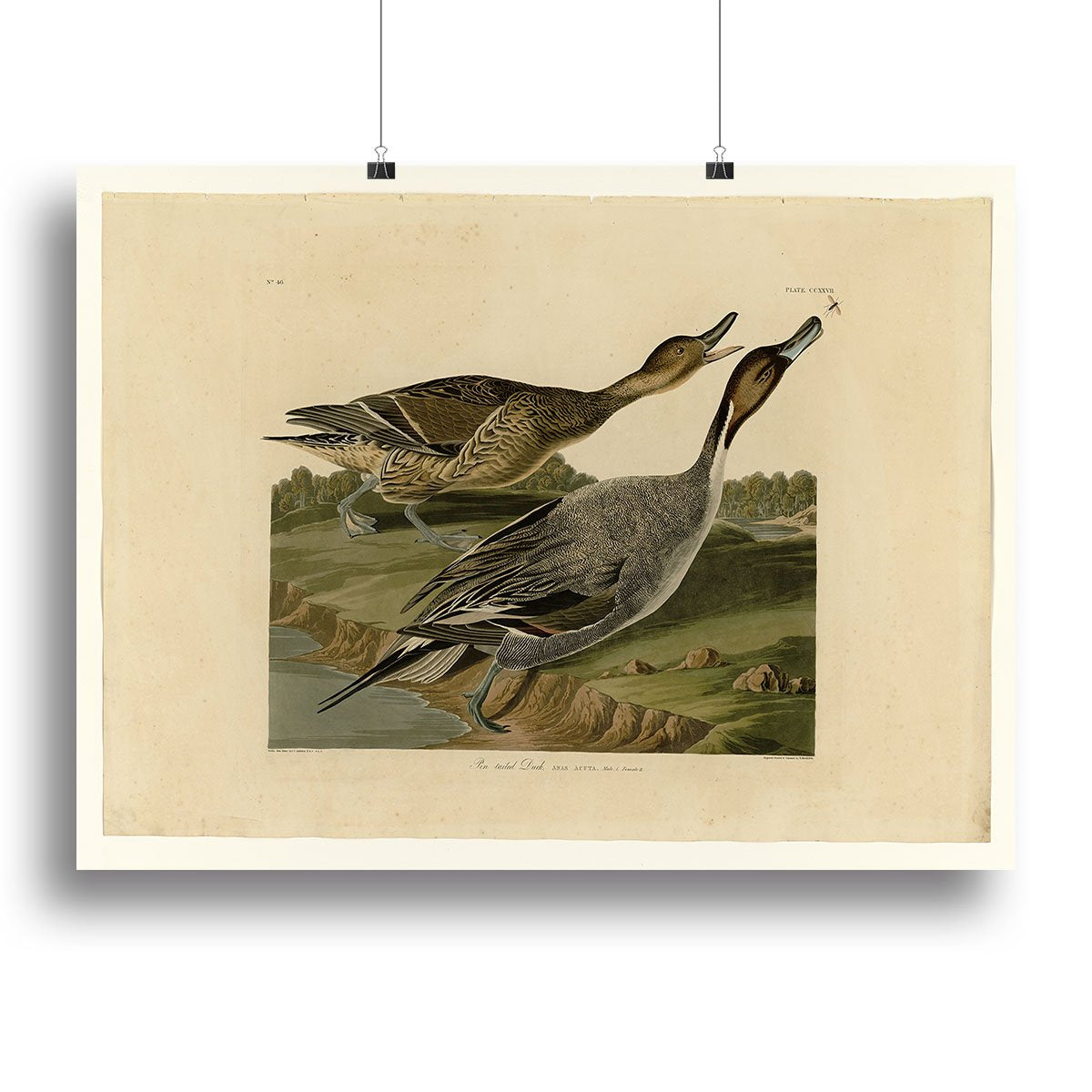 Pin tailed Duck by Audubon Canvas Print or Poster
